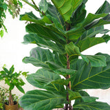 Ficus Lyrata - 180 cm