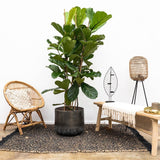 Ficus Lyrata - 60/75 cm