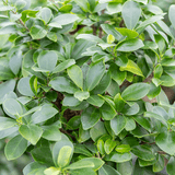 Ficus Bonsai Ginseng – spirális forma, 160 cm, légtisztító szobanövény
