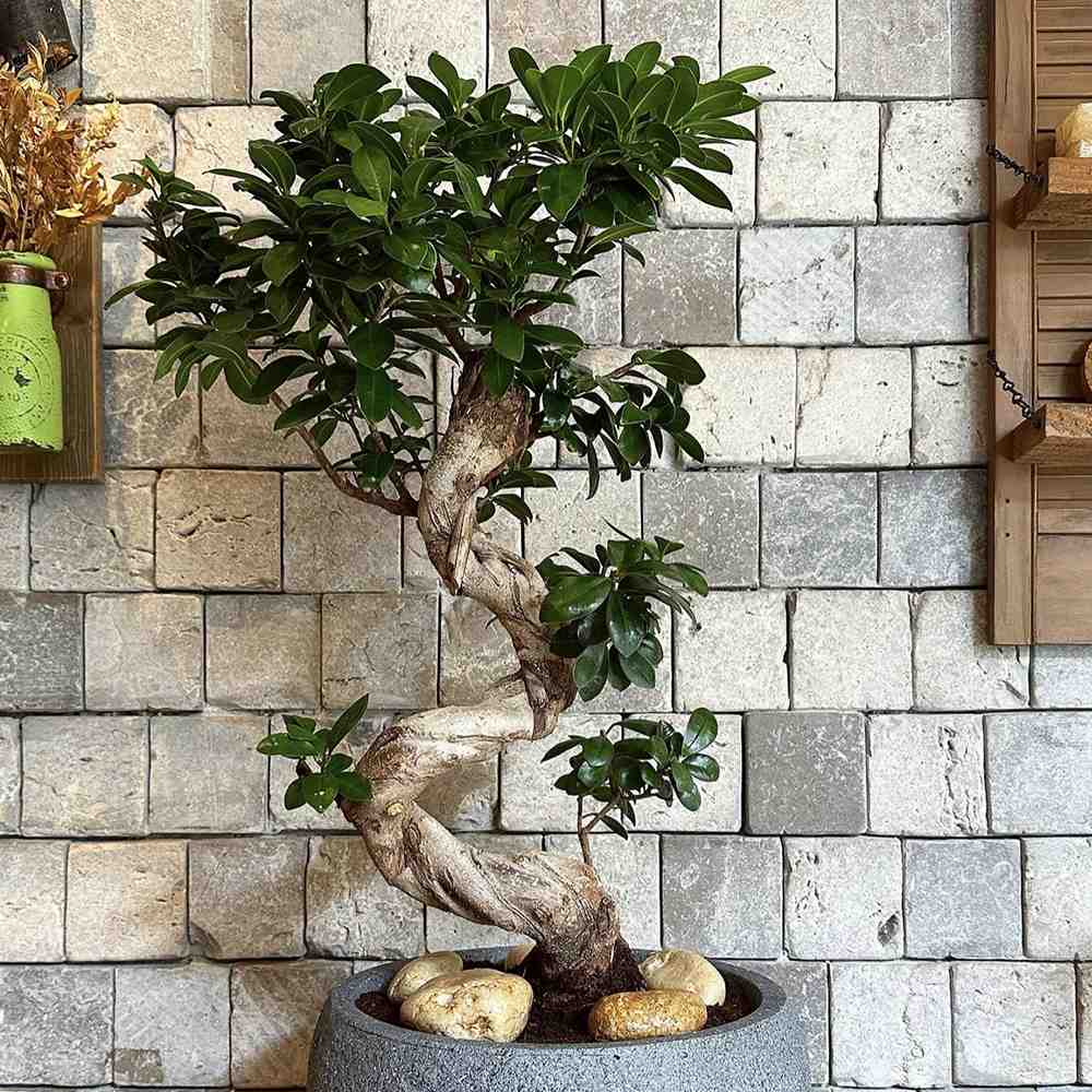 Ficus Bonsai Ginseng – spirális forma, 160 cm, légtisztító szobanövény