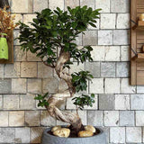 Ficus Bonsai Ginseng – spirális forma, 160 cm, légtisztító szobanövény