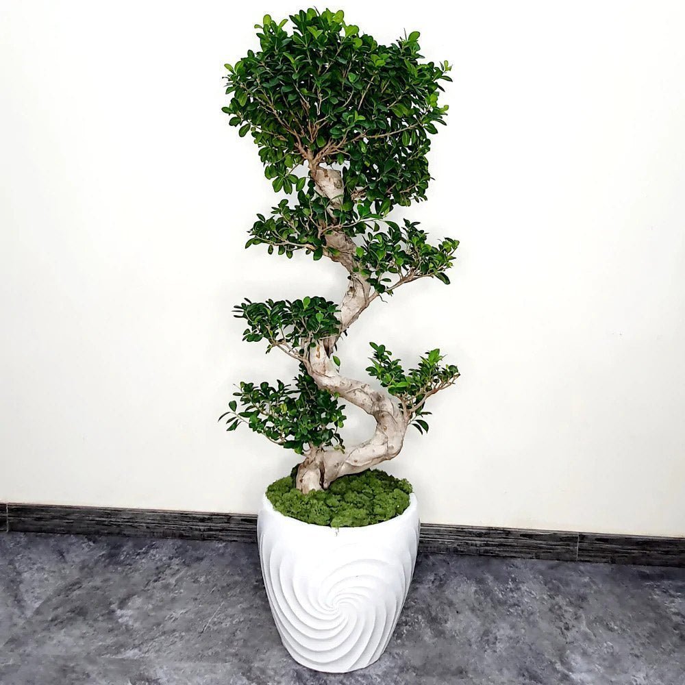 Ficus Bonsai Ginseng – spirális forma, 160 cm, légtisztító szobanövény