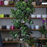 Ficus Bonsai Ginseng – spirális forma, 160 cm, légtisztító szobanövény