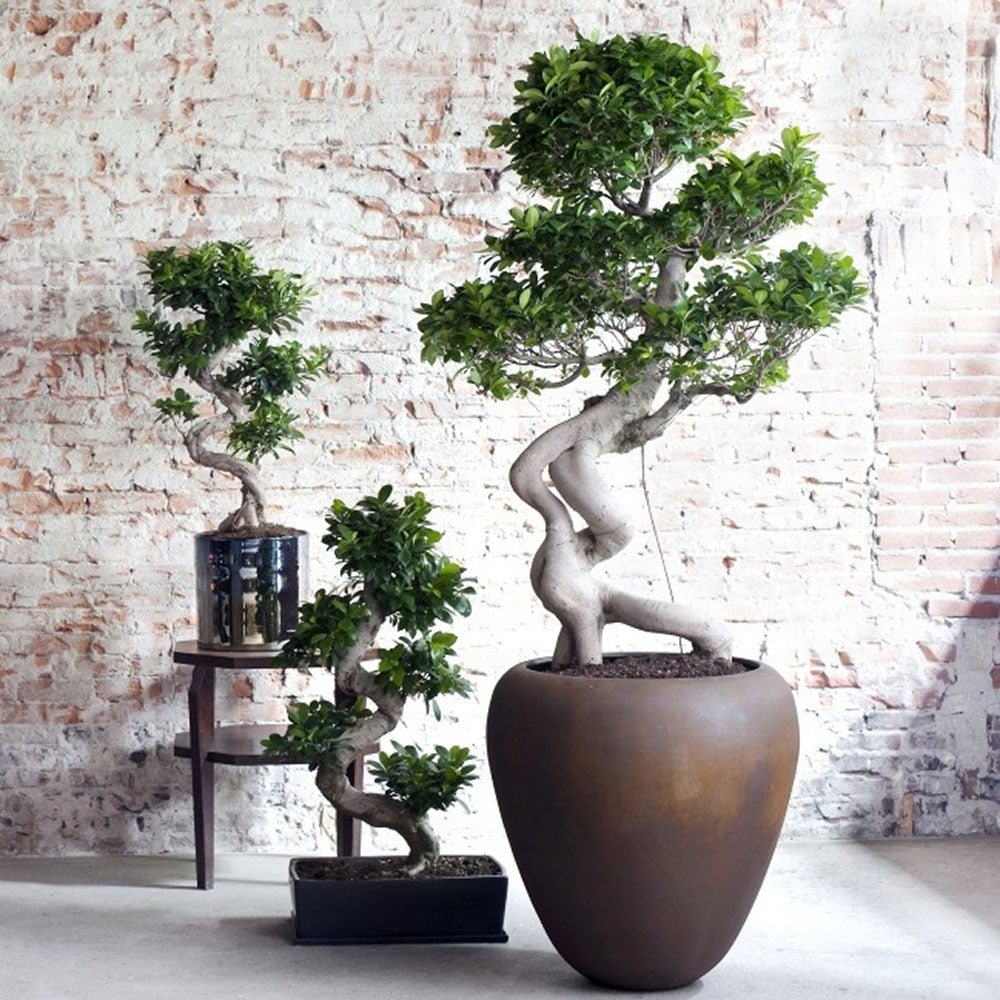 Ficus Ginseng Tip Trident UNICAT- 210 cm