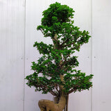Ficus Ginseng Tip Trident UNICAT- 210 cm