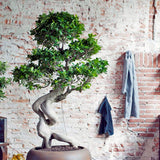 Ficus Ginseng Tip Trident UNICAT- 210 cm