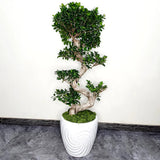 Ficus Bonsai Ginseng Forma Spirala - 40 cm