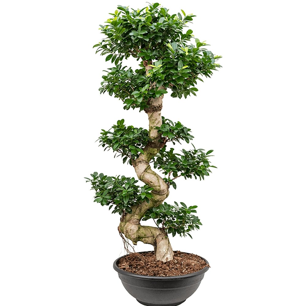 Ficus Bonsai Ginseng Forma Spirala - 40 cm