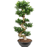 Ficus Bonsai Ginseng Forma Spirala - 40 cm