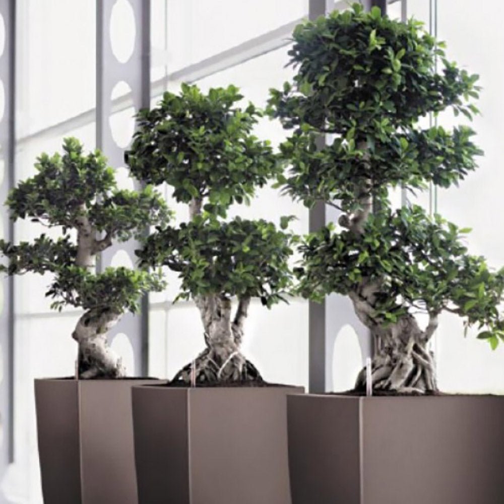 Ficus Bonsai Ginseng Forma Spirala - 40 cm