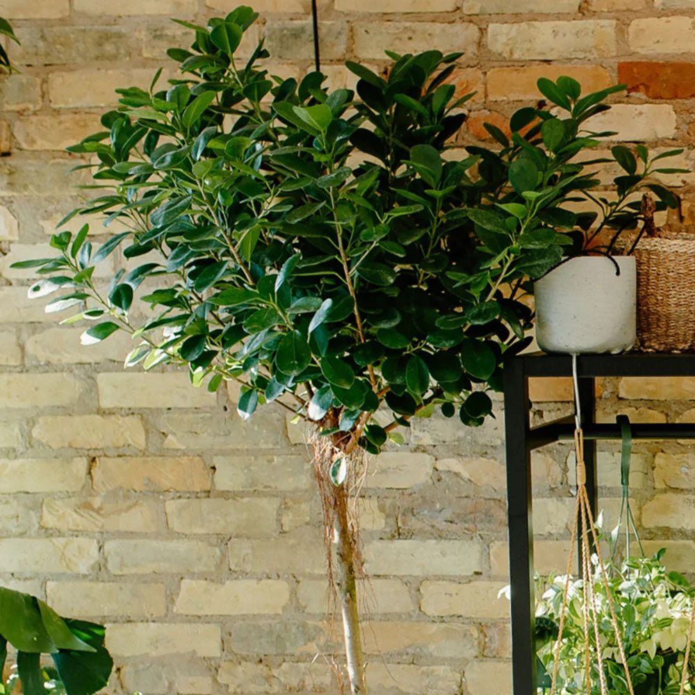 Ficus Moclame - 70 cm