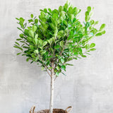 Ficus Moclame - 70 cm