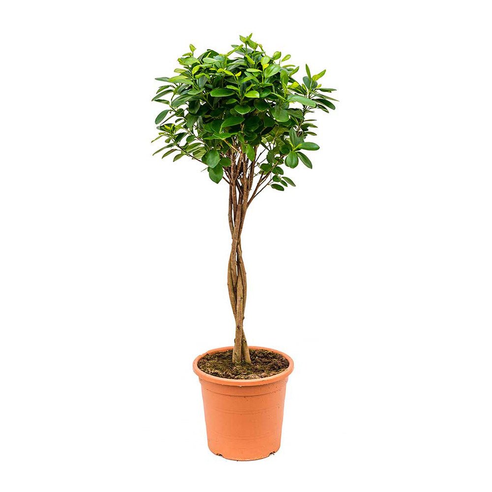 Ficus Moclame - 70 cm