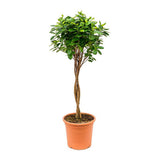 Ficus Moclame - 70 cm