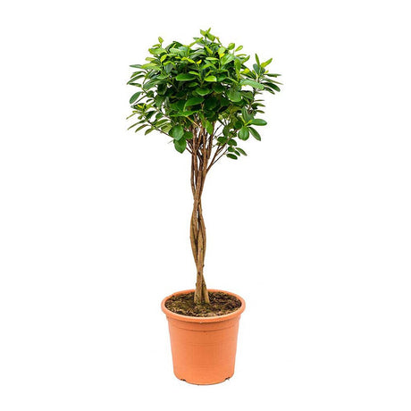 Ficus Moclame - 70 cm