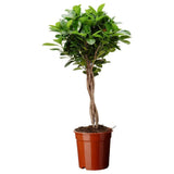 Ficus Moclame - 70 cm