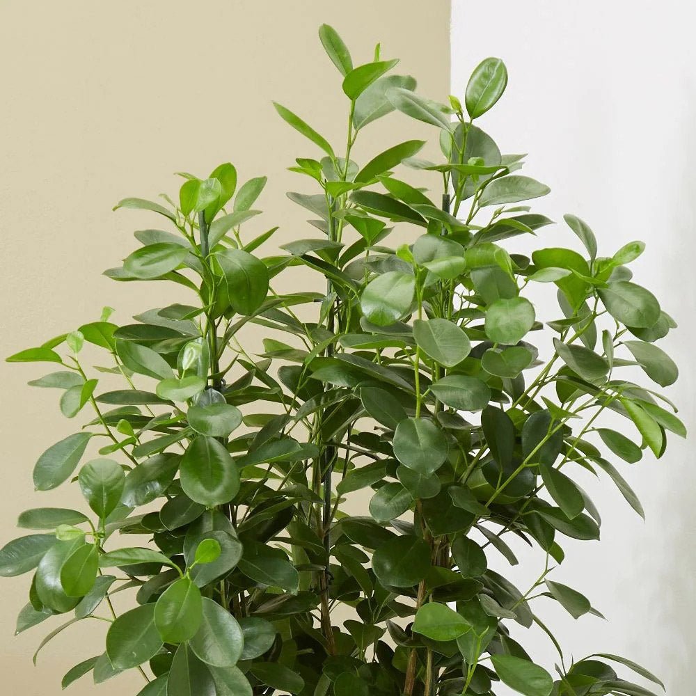 Ficus Moclame - 70 cm