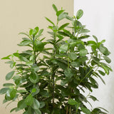 Ficus Moclame - 70 cm