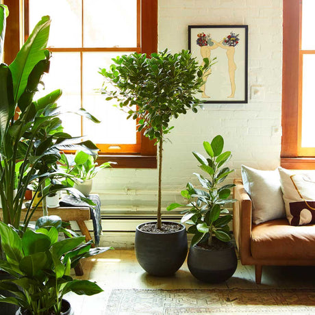 Ficus Moclame - 90 cm