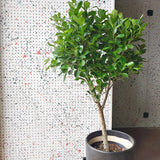 Ficus Moclame - 90 cm