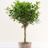 Ficus Moclame - 90 cm