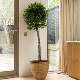 Ficus Nitida cu Tulpina Impletita - 100cm
