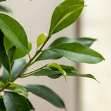 Ficus Nitida cu Tulpina Impletita - 100cm