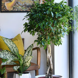 Ficus Nitida cu Tulpina Impletita - 100cm