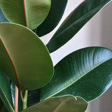 Arbore de Cauciuc (Ficus Robusta) - 110 cm