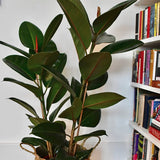Arbore de Cauciuc (Ficus Robusta) - 110 cm