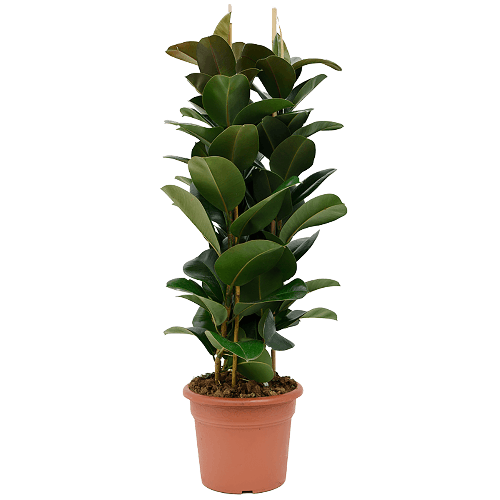 Arbore de Cauciuc (Ficus Robusta) - 110 cm