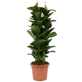 Arbore de Cauciuc (Ficus Robusta) - 110 cm