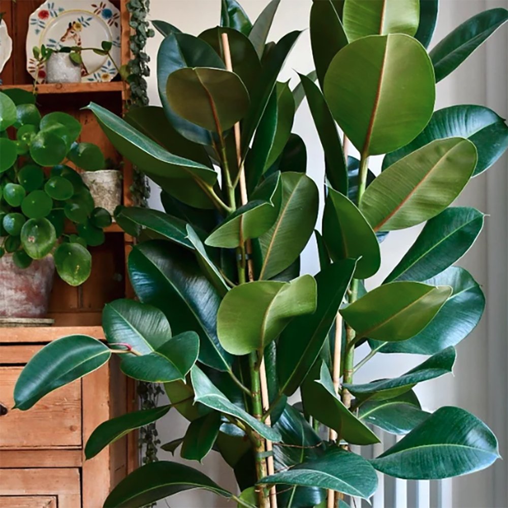 Arbore de Cauciuc (Ficus Robusta) - 130 cm