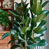Arbore de Cauciuc (Ficus Robusta) - 130 cm