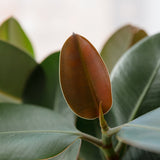 Arbore de Cauciuc (Ficus Robusta) - 155 cm