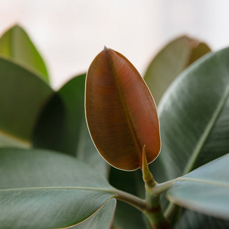 Arbore de Cauciuc (Ficus Robusta) - 65 cm