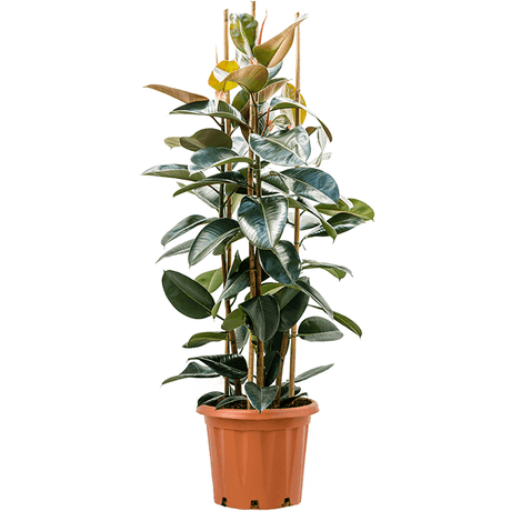 Arbore de Cauciuc (Ficus Robusta) - 150 cm