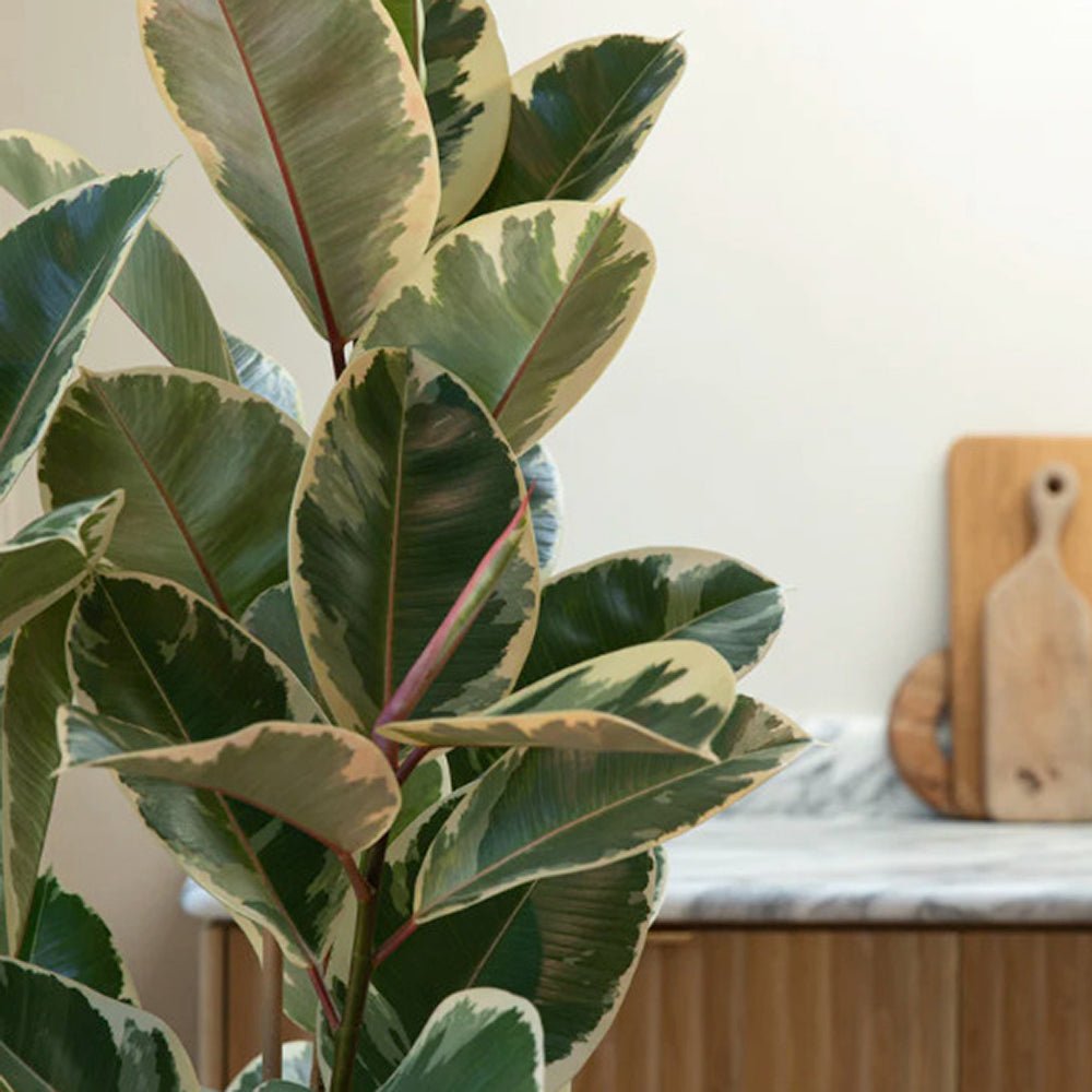 Ficus Tineke - 100 cm