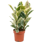Ficus Elastica Tineke Bicolor - 80 cm