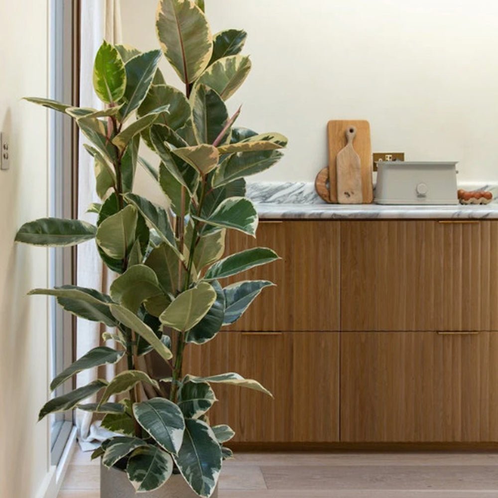 Ficus Elastica Tineke Bicolor - 80 cm