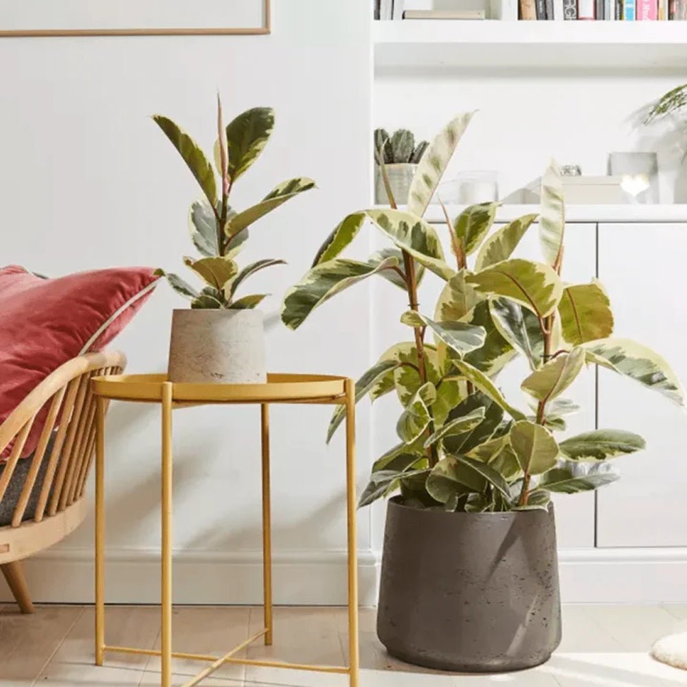 Ficus Elastica Tineke Bicolor - 80 cm