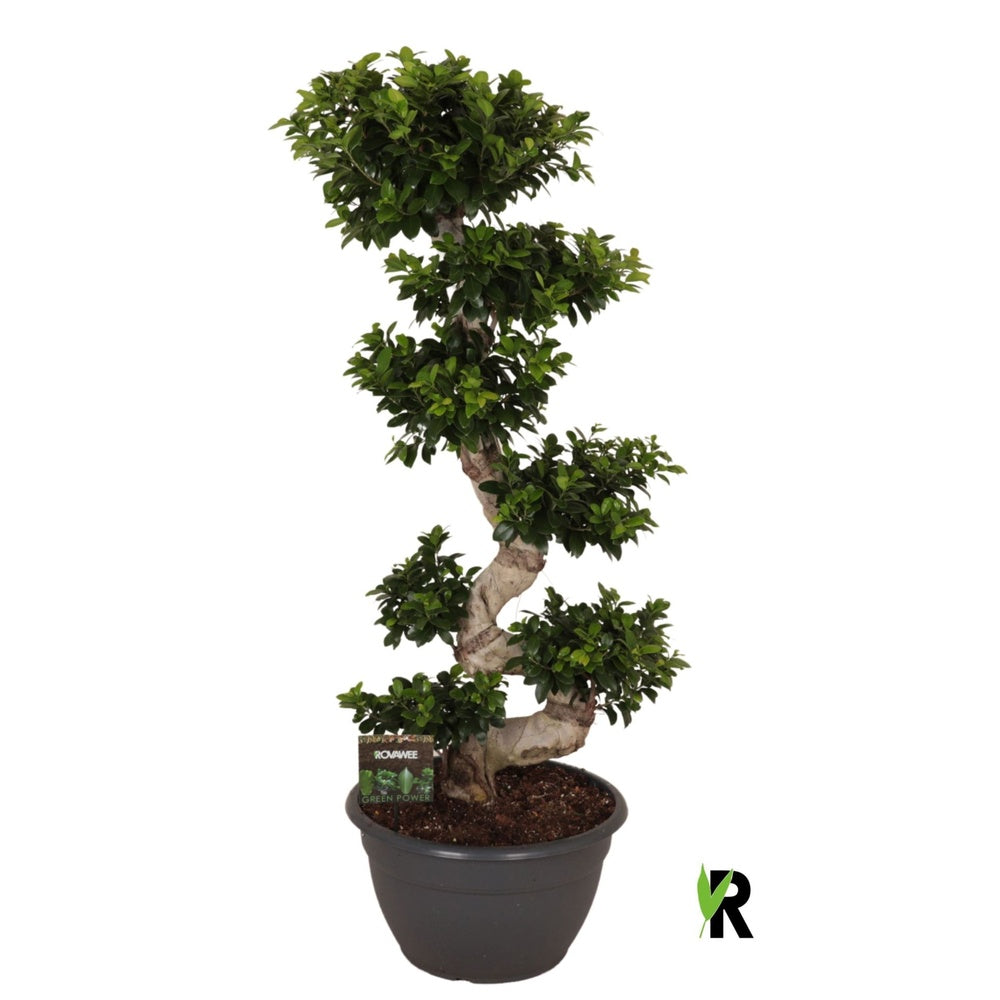 Ficus Bonsai Ginseng – spirális forma, 160 cm, légtisztító szobanövény