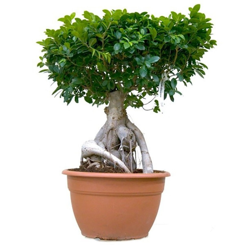 Ficus Bonsai Ginseng cu radacini groase, 30-40 cm, planta de interior, purificatoare aer