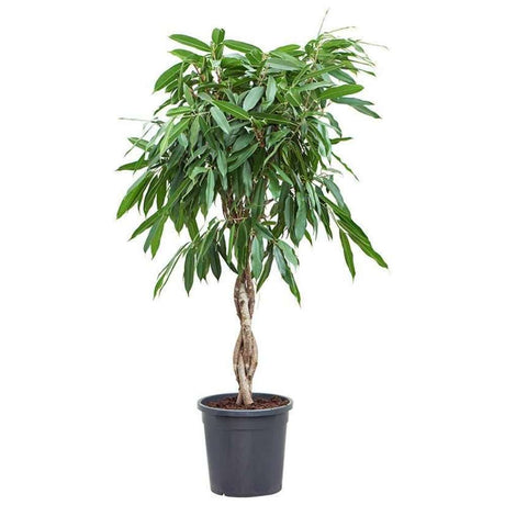 Ficus Amstel King, 140 cm Tip Copac cu Tulpina Dubla Impletita