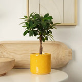 Ficus Bonsai Maya, 35 cm cu tulpina impletita