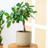 Ficus Bonsai Maya, 35 cm cu tulpina impletita