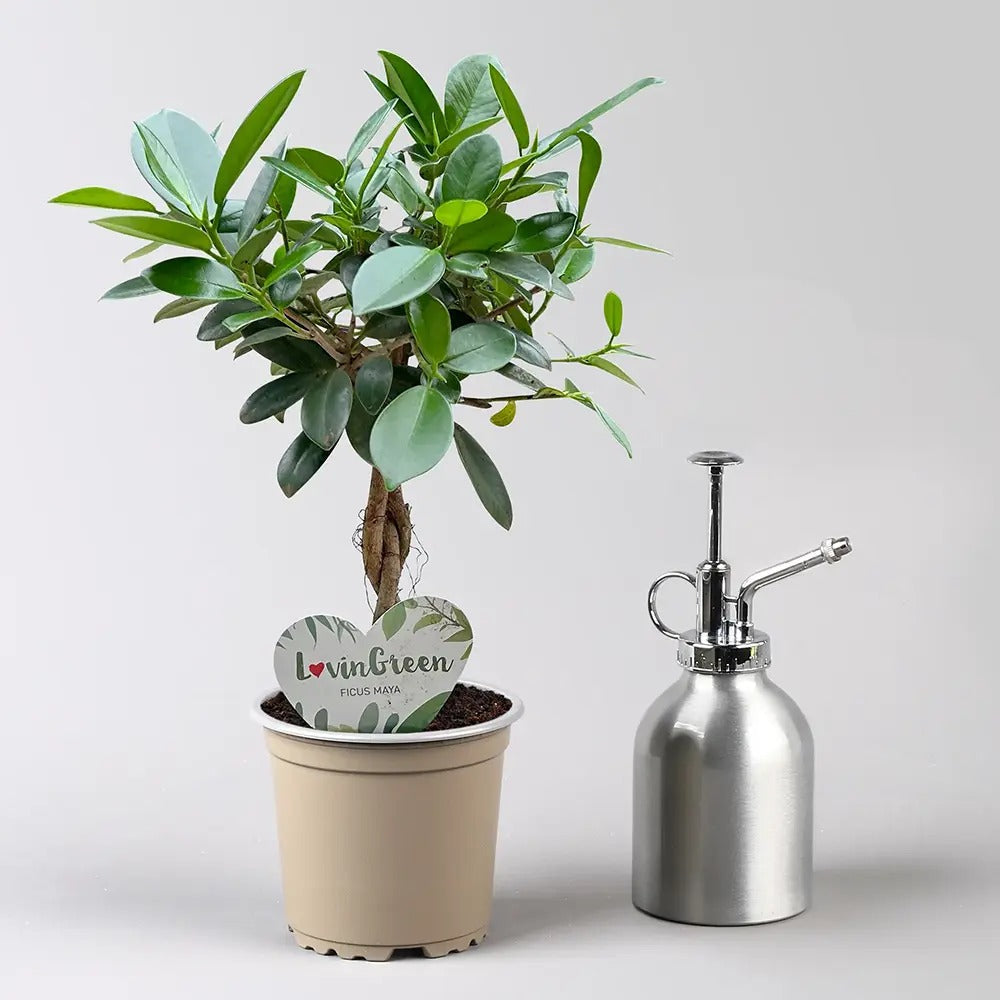 Ficus Bonsai Maya, 35 cm cu tulpina impletita