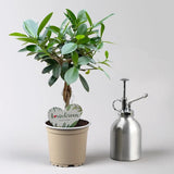Ficus Bonsai Maya, 35 cm cu tulpina impletita