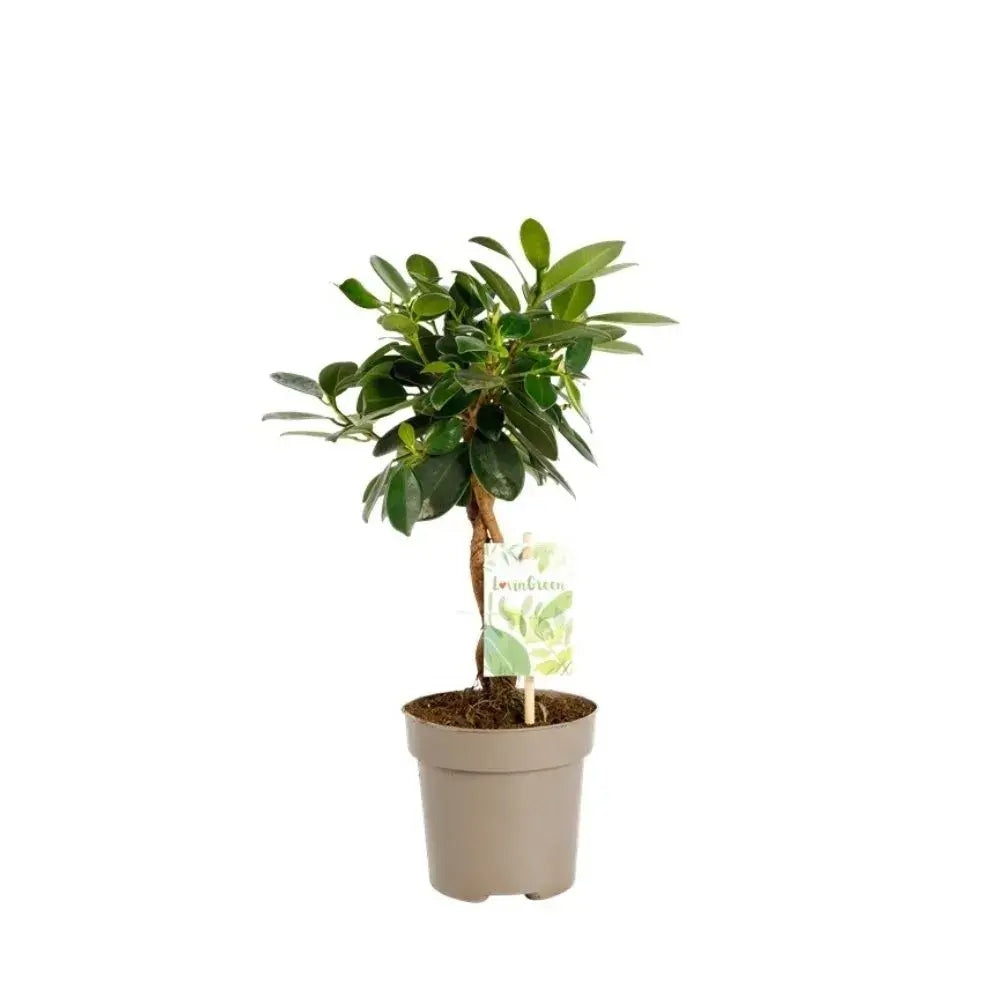 Ficus Bonsai Maya, 35 cm cu tulpina impletita