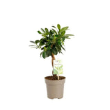 Ficus Bonsai Maya, 35 cm cu tulpina impletita